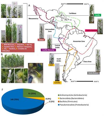 Bacteria existing in pre-pollinated styles (silks) can defend the exposed male gamete fertilization channel of maize against an environmental Fusarium pathogen